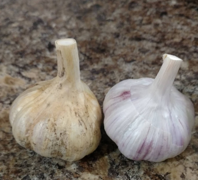 rustic garlic side by side {Rustic Roots Farm LLC}.jpg