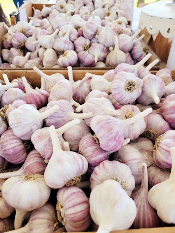 Gateway Garlic Farms - Ollas (pronounced “oy-yahs”) are unglazed